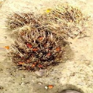 overripe_train (1390).jpg