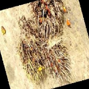 overripe_train (1391).jpg