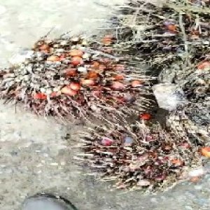 overripe_train (1395).jpg