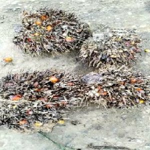 overripe_train (1397).jpg