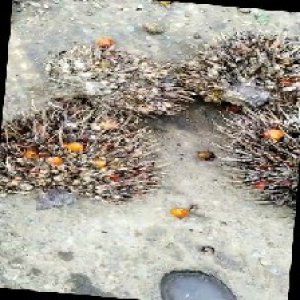 overripe_train (1399).jpg