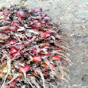 overripe_train (14).jpg