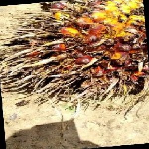 overripe_train (140).jpg