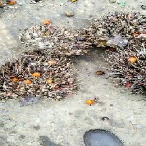 overripe_train (1400).jpg