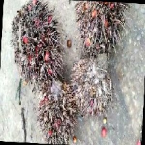 overripe_train (1401).jpg