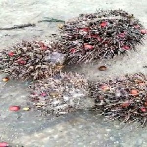 overripe_train (1402).jpg