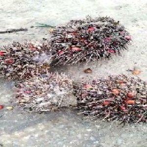 overripe_train (1403).jpg