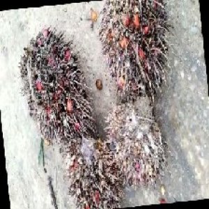 overripe_train (1404).jpg