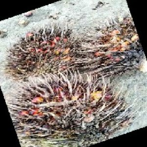 overripe_train (1405).jpg