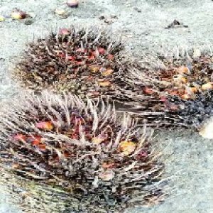 overripe_train (1406).jpg