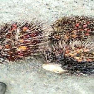 overripe_train (1409).jpg