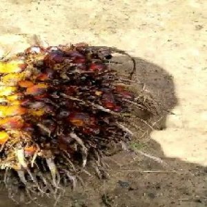 overripe_train (141).jpg