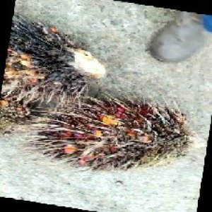 overripe_train (1411).jpg