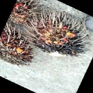 overripe_train (1415).jpg