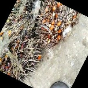 overripe_train (1421).jpg