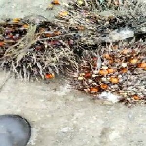 overripe_train (1422).jpg