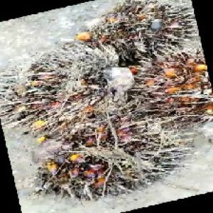 overripe_train (1423).jpg