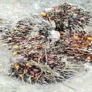 overripe_train (1424).jpg