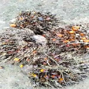 overripe_train (1425).jpg