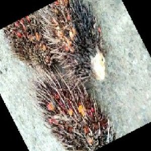 overripe_train (1429).jpg