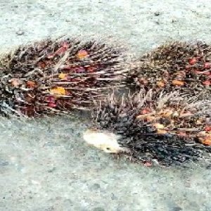 overripe_train (1430).jpg