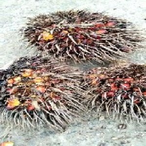 overripe_train (1433).jpg