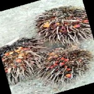 overripe_train (1435).jpg