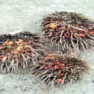 overripe_train (1436).jpg