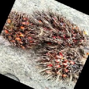 overripe_train (1437).jpg