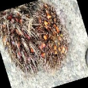 overripe_train (1439).jpg