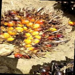 overripe_train (144).jpg