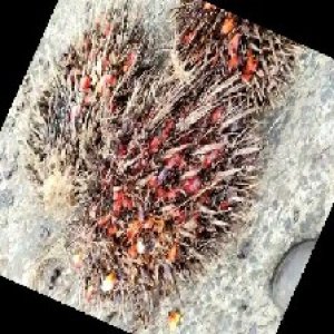 overripe_train (1441).jpg