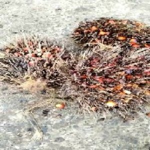 overripe_train (1443).jpg