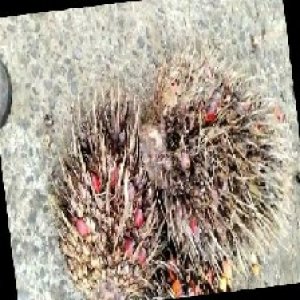 overripe_train (1445).jpg