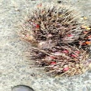 overripe_train (1446).jpg