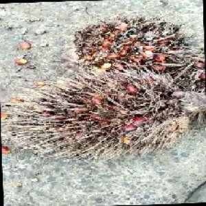 overripe_train (1447).jpg