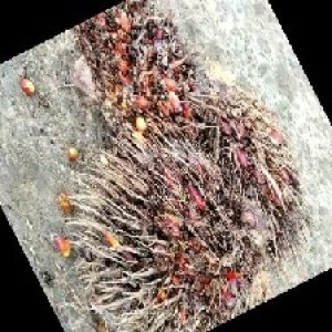 overripe_train (1450).jpg