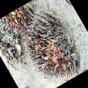 overripe_train (1451).jpg