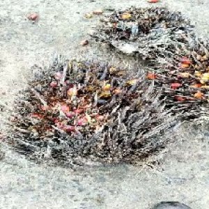 overripe_train (1452).jpg