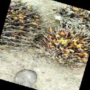 overripe_train (1453).jpg