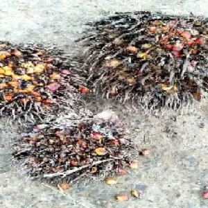 overripe_train (1459).jpg