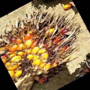 overripe_train (146).jpg