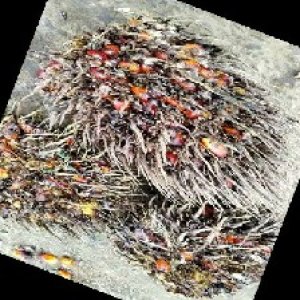 overripe_train (1461).jpg