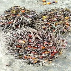 overripe_train (1462).jpg