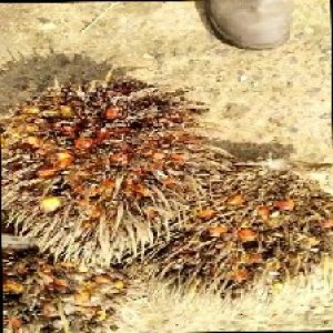 overripe_train (1467).jpg