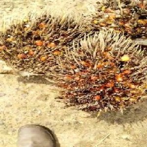 overripe_train (1468).jpg