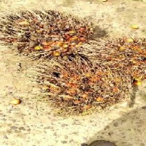 overripe_train (1470).jpg