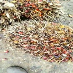 overripe_train (1473).jpg