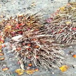 overripe_train (1475).jpg