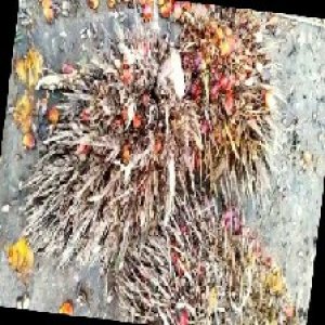 overripe_train (1476).jpg